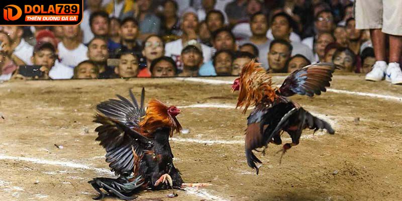 Một số luật chơi trong chọi gà trực tiếp bạn cần nắm