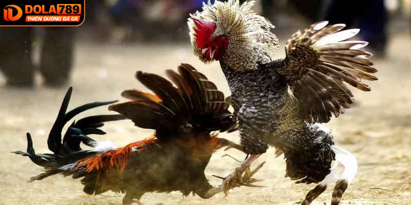 Những điều cần lưu ý khi tham gia đá gà Thomo tại Dola789