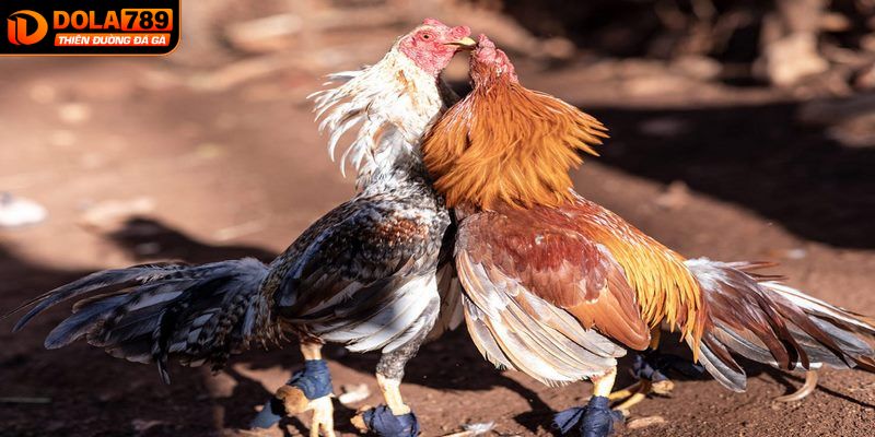 Sơ lược về chọi gà Thomo