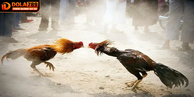 Tổng hợp các hình thức đá gà Thomo phổ biến tại Dola789